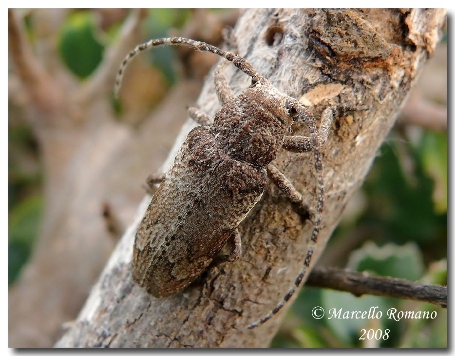  gi tempo di Cerambicidi.....Niphona picticornis